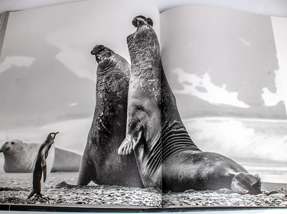 David Yarrow Photography