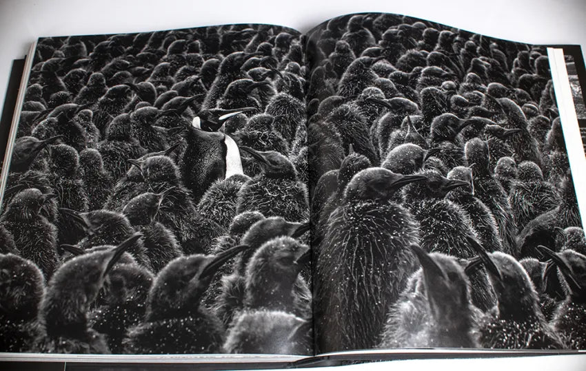 David Yarrow Photography