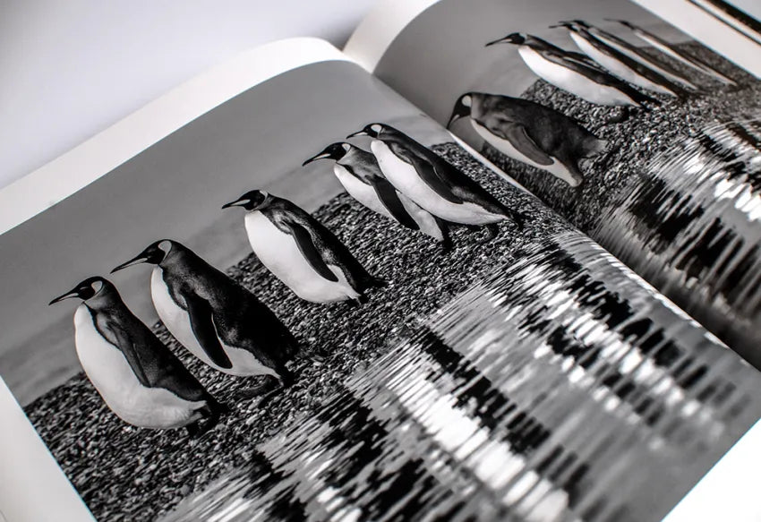 David Yarrow Photography