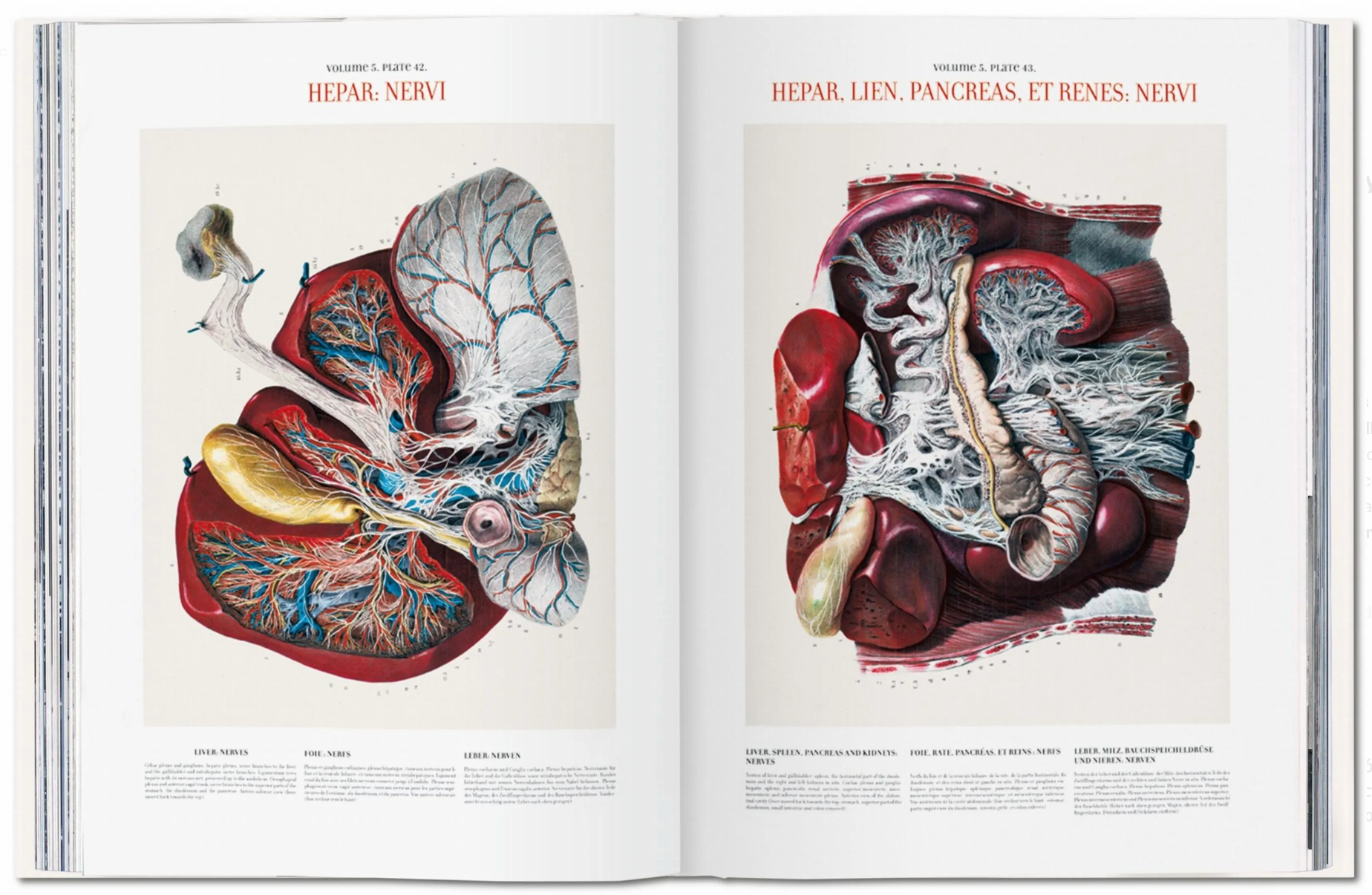Atlas of Human Anatomy and Surgery