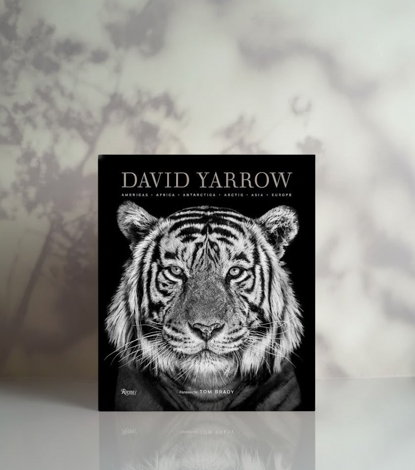 David Yarrow Photography