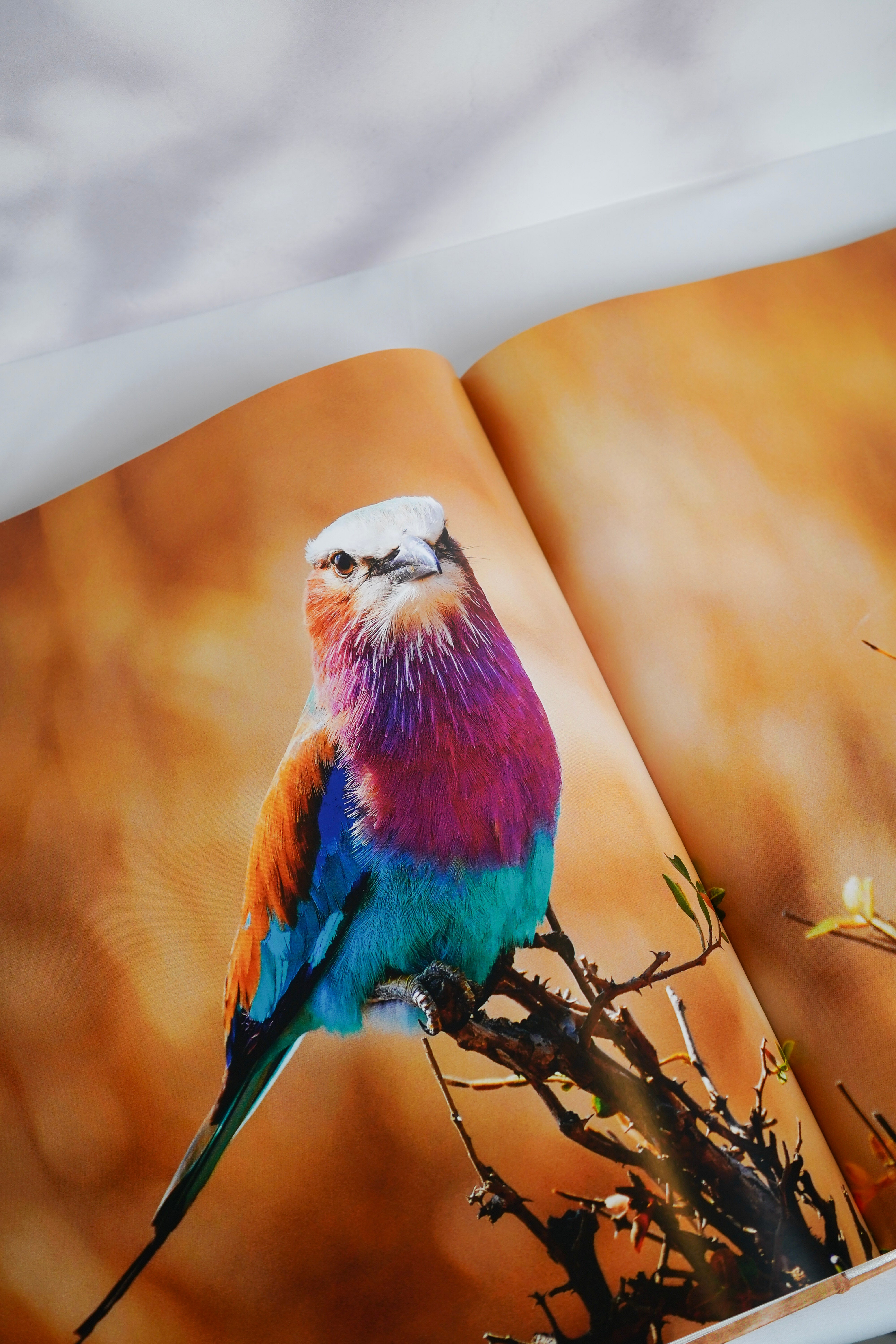 Africa: Discovering Wildlife Parks