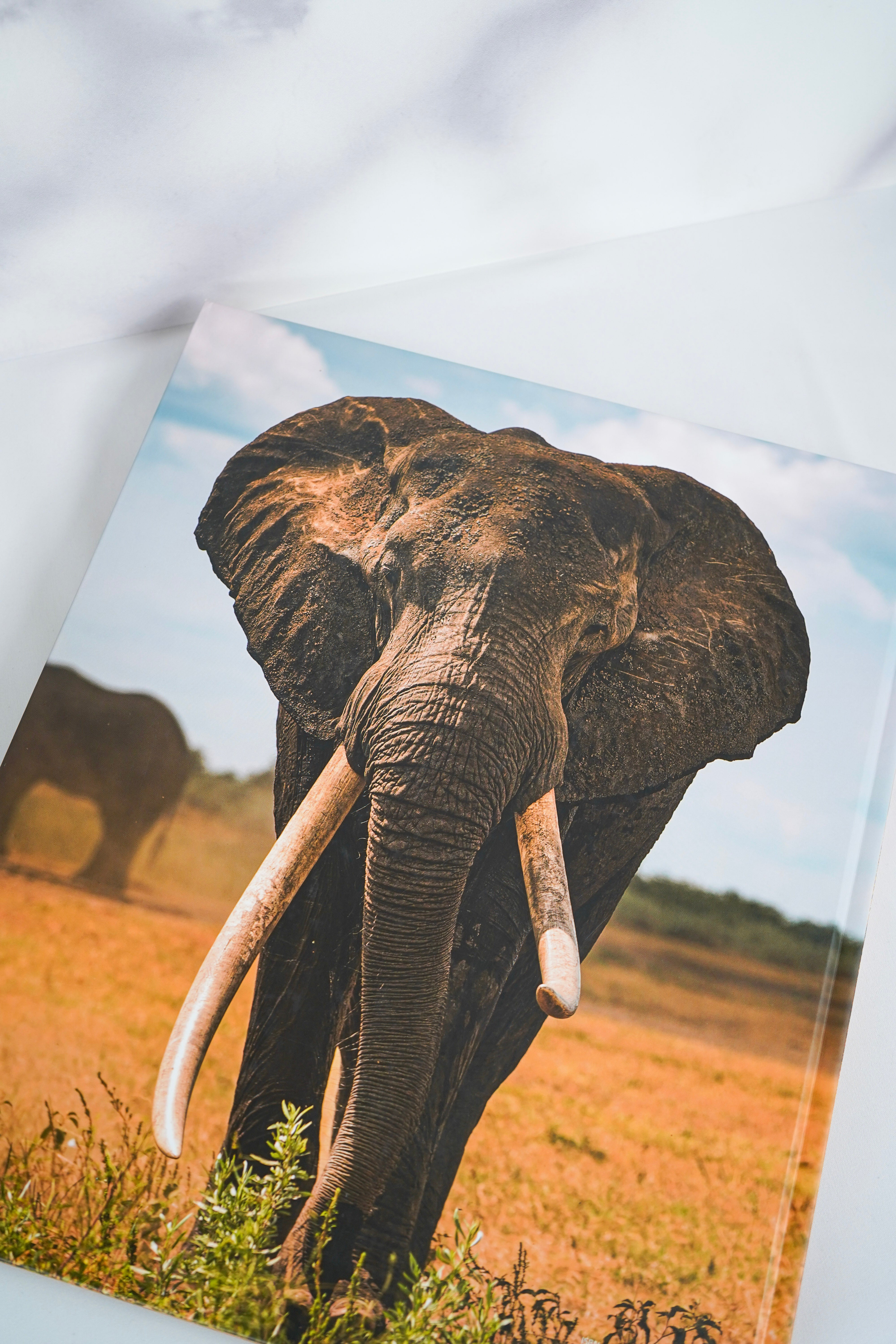 Africa: Discovering Wildlife Parks