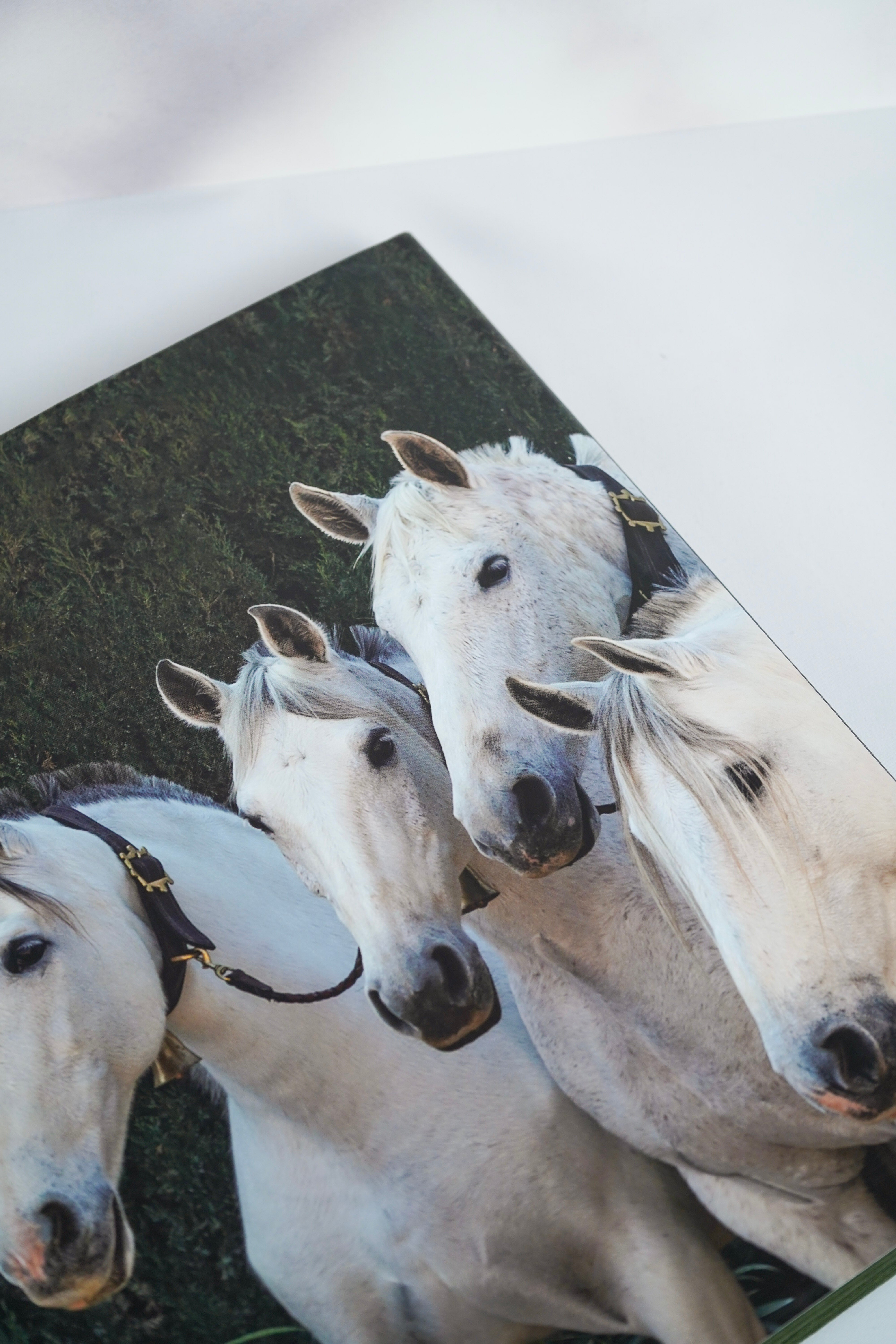 Horses: Portraits by Derry Moore