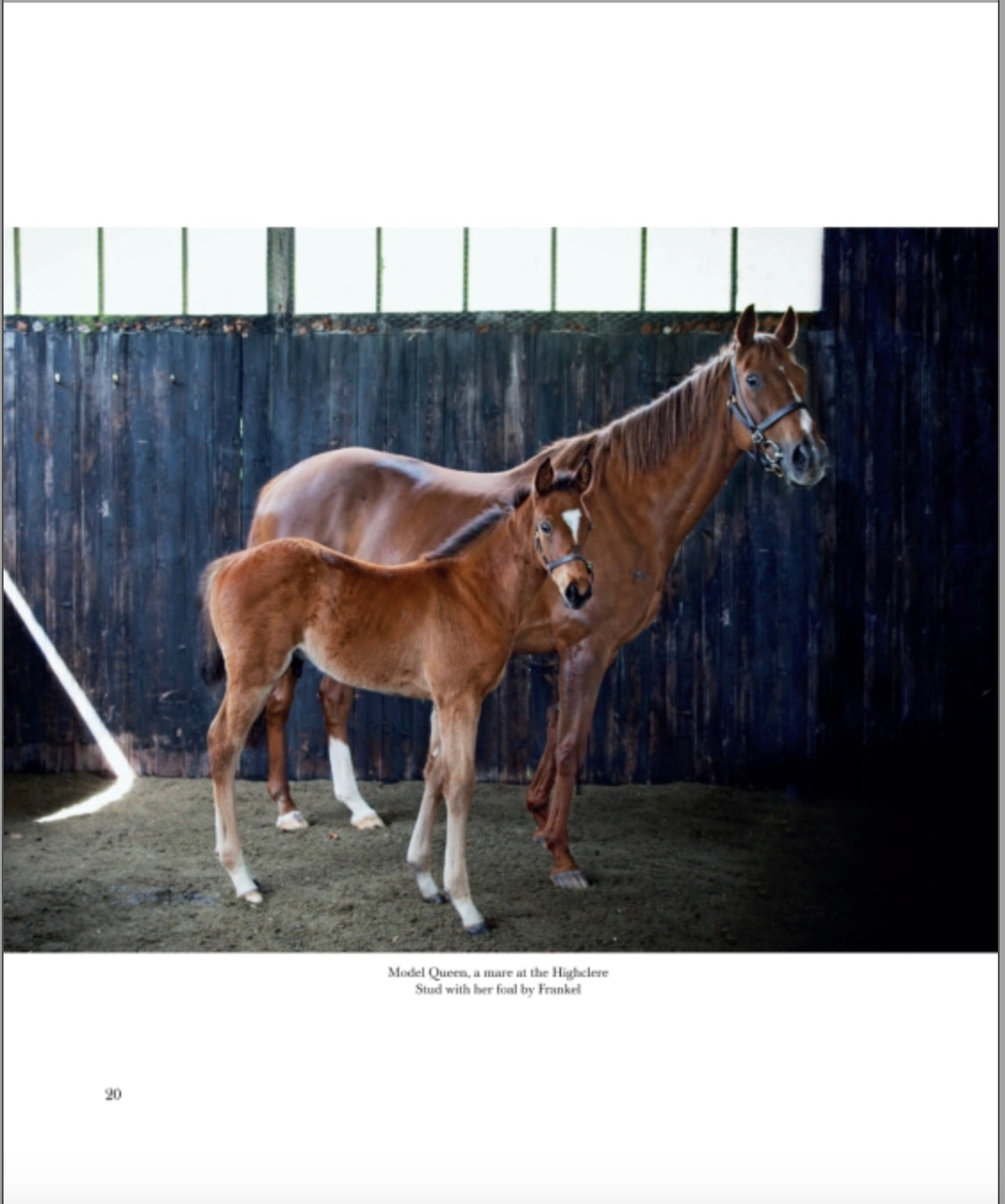 Horses: Portraits by Derry Moore