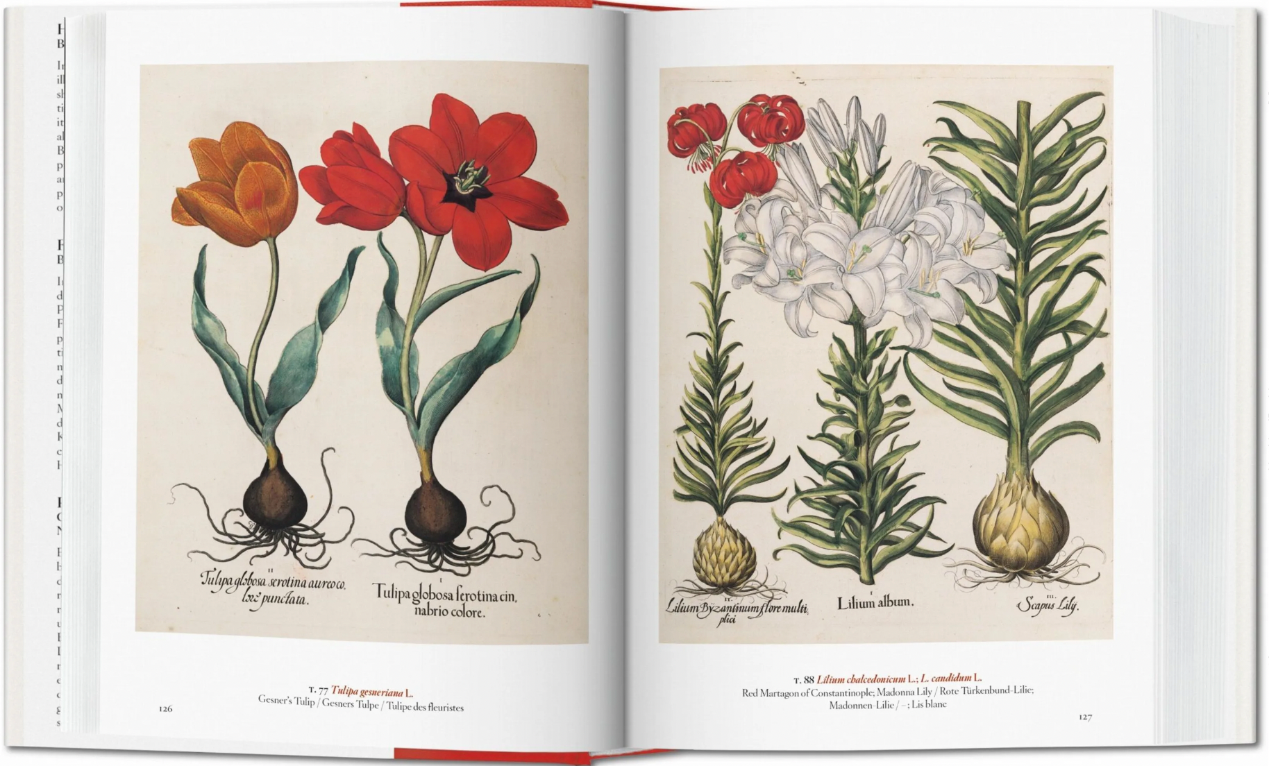 A Garden Eden. Masterpieces of Botanical Illustration.