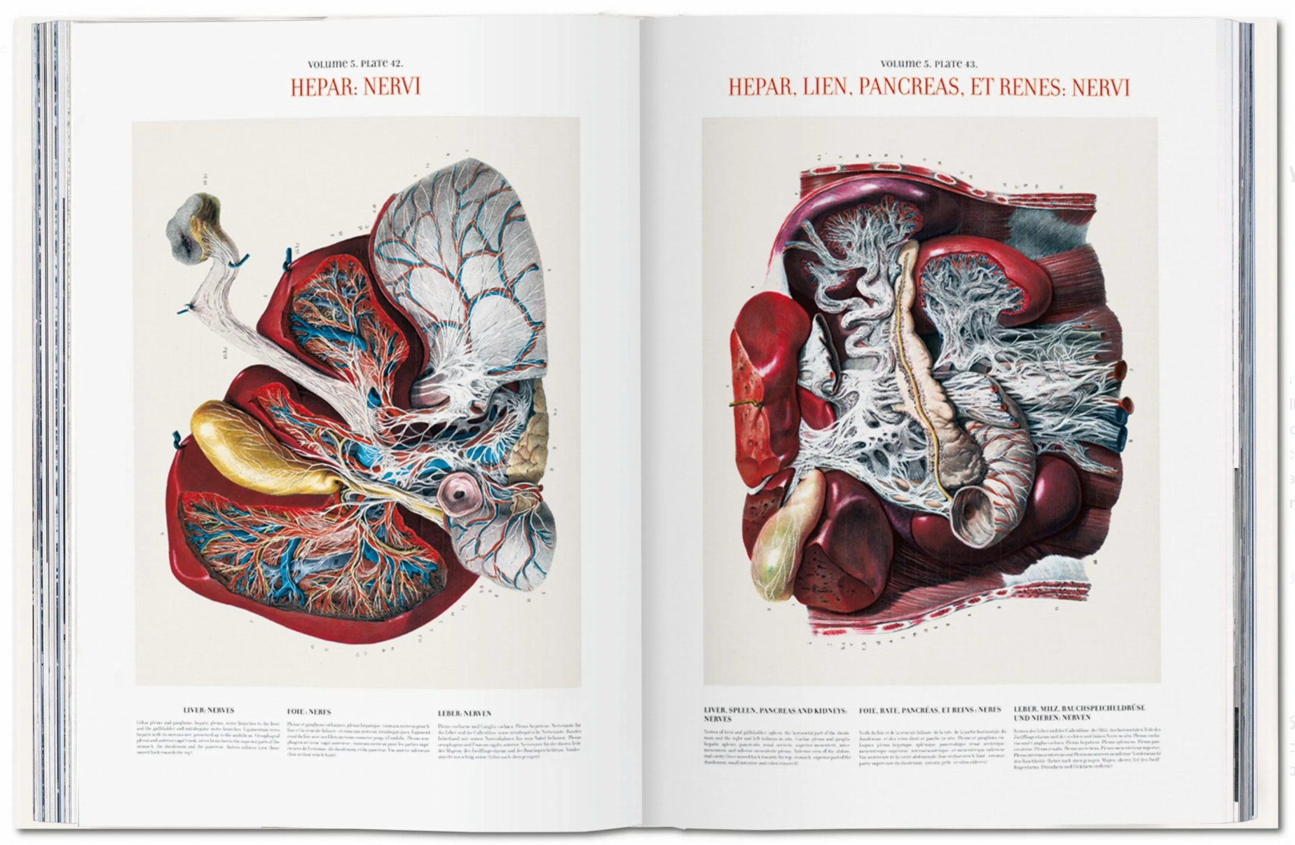 Bourgery. Atlas of Human Anatomy and Surgery