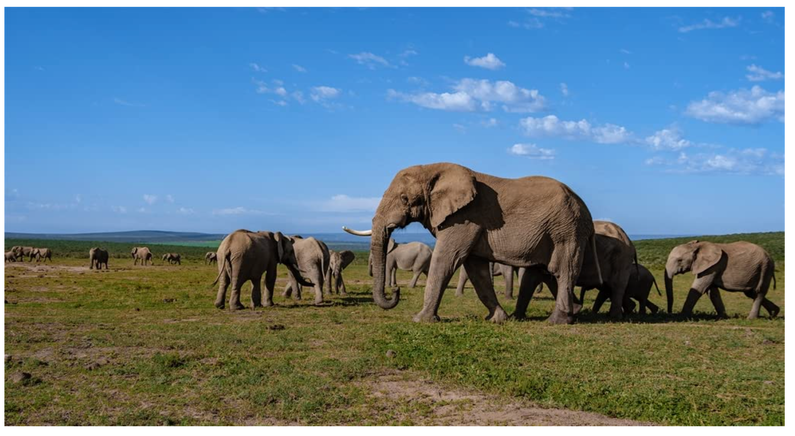 Africa: Discovering Wildlife Parks